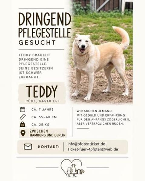 Teddy - lieber Wuschelhund