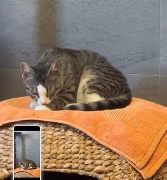 Hübsche Eleni sucht ein Zuhause