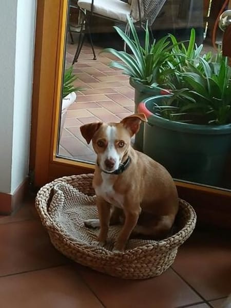 Pepino - lebenslustiger Junghund