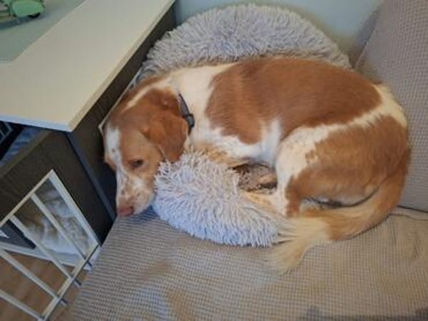 Maddox - ein -Knuddelbär- zum Liebhaben