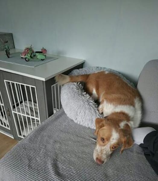 Maddox - ein -Knuddelbär- zum Liebhaben