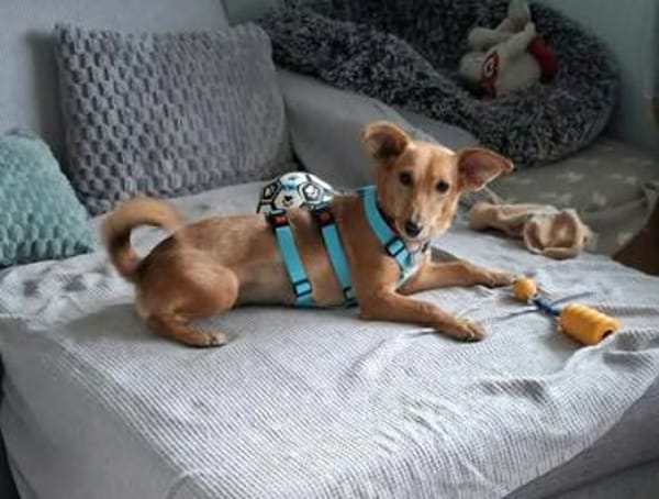 Samira . Junghündin, freundlich, lieb, mag Kinder