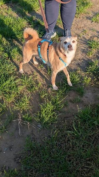 Timon - ein lieber, freundlicher Hund
