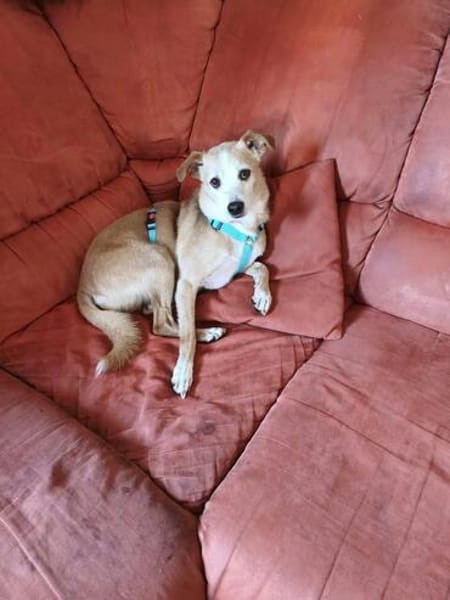 Timon - ein lieber, freundlicher Hund