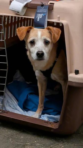 Timon - ein lieber, freundlicher Hund