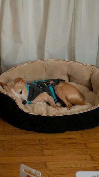 Timon - ein lieber, freundlicher Hund