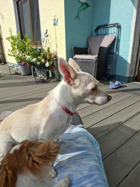 Lotte - sie ist sehr menschbezogen