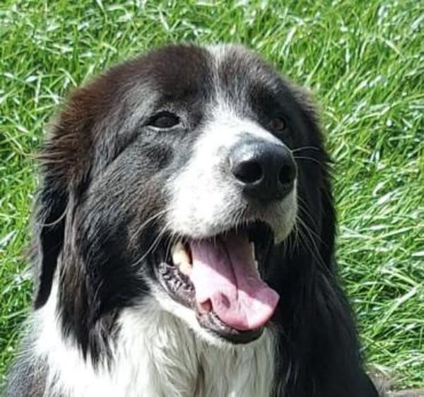 Harry - ein treuer Prachtkerl