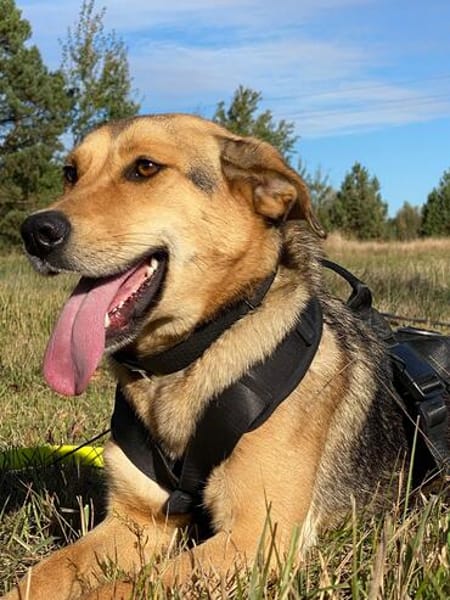 Laika unsere hübsche Hündin