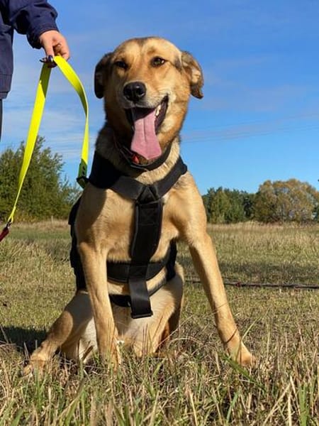 Laika unsere hübsche Hündin
