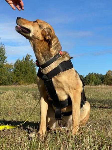 Laika unsere hübsche Hündin