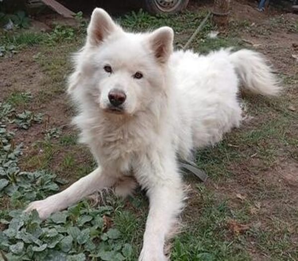 Samojedenrüde Luca