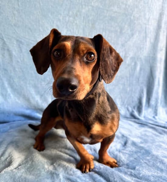 Barney (Balhe)- Sensibler Rüde sucht liebevolles Zuhause!