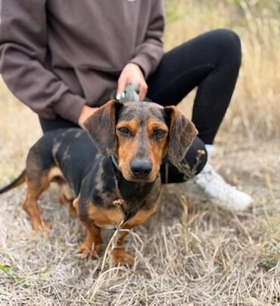 Barney (Balhe)- Sensibler Rüde sucht liebevolles Zuhause!