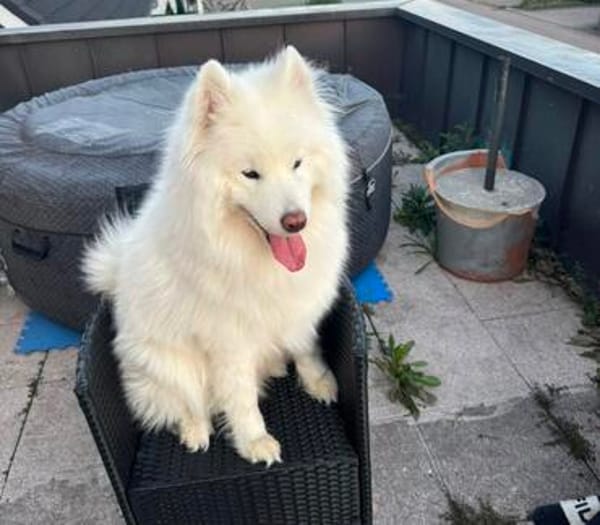 Samojedenrüde Max