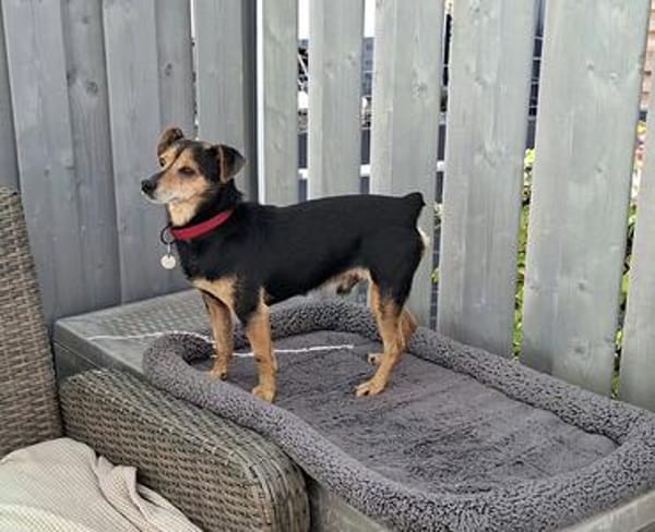 Theo - ein lieber, freundlicher, kleiner Rüde