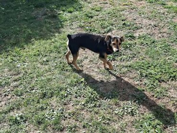 Theo - ein lieber, freundlicher, kleiner Rüde