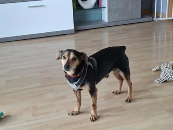 Theo - ein lieber, freundlicher, kleiner Rüde