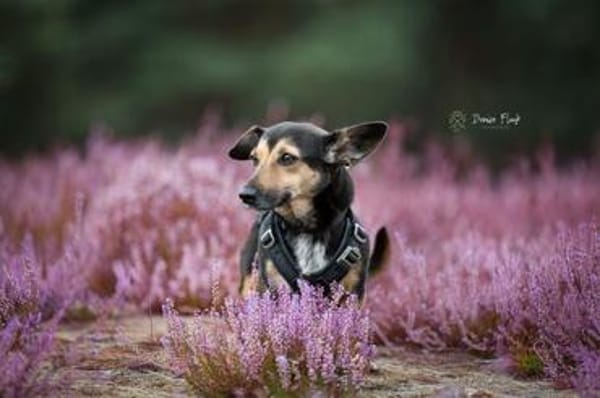 Heidi Tierschutzhund in 38448 Wolfsburg