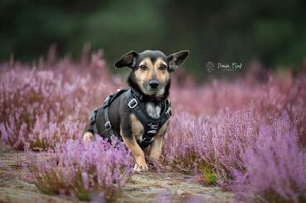 Heidi Tierschutzhund in 38448 Wolfsburg
