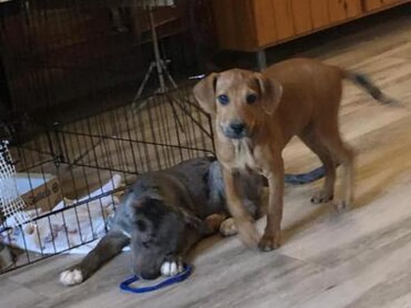 Romy kleines Hundekind sucht ein Zuhause