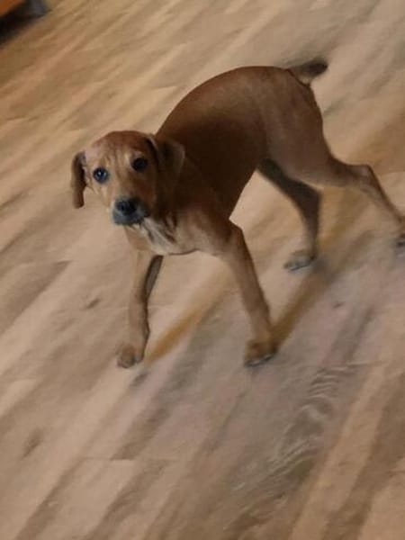 Romy kleines Hundekind sucht ein Zuhause