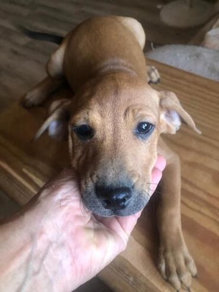 Romy kleines Hundekind sucht ein Zuhause