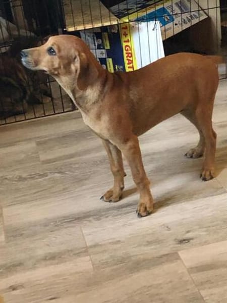 Romy kleines Hundekind sucht ein Zuhause