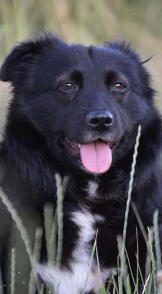 🍀 Afrodita wartet auf ihre Menschen 🐾
