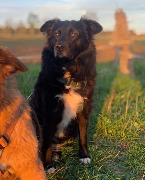 🍀 Afrodita wartet auf ihre Menschen 🐾