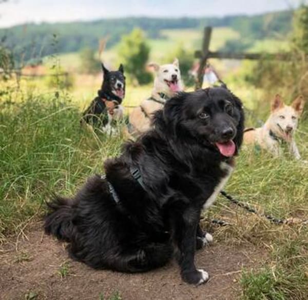 🍀 Afrodita wartet auf ihre Menschen 🐾