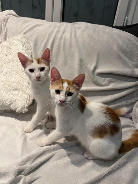 Romarin et Basil