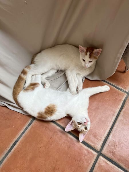 Romarin et Basil