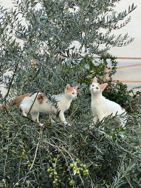 Romarin et Basil