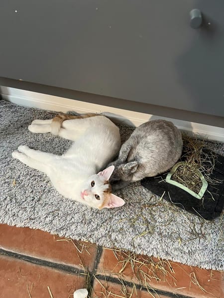 Romarin et Basil