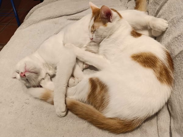 Romarin et Basil