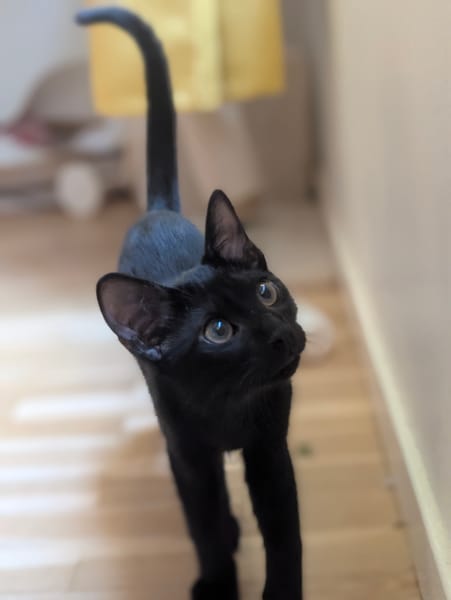Benny