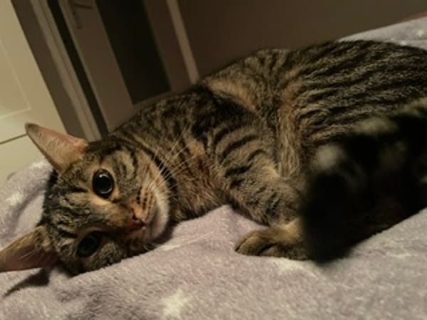 Nala