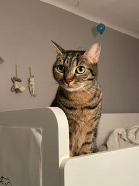 Nala