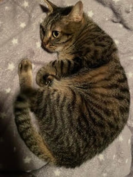 Nala