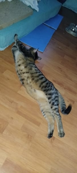 Nala