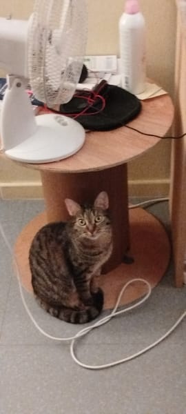 Nala