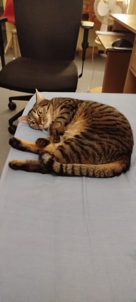 Nala