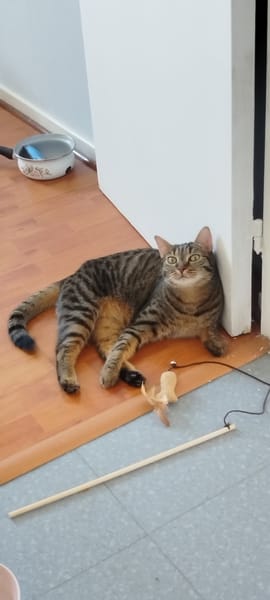 Nala