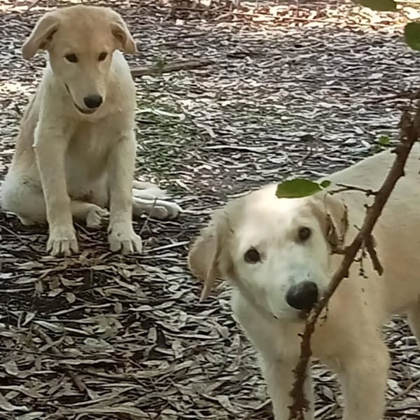 Marley e Desy
