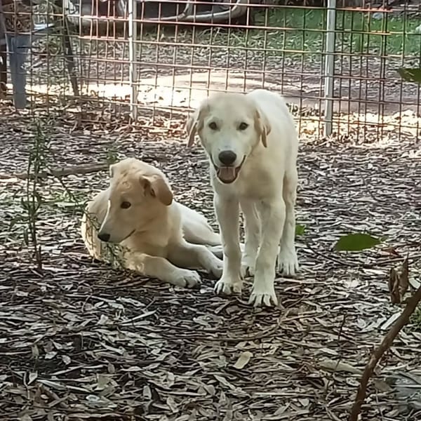 Marley e Desy