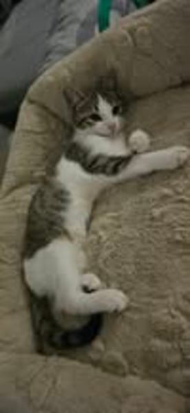LOKI