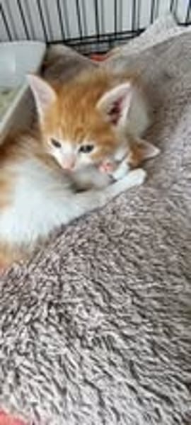 WALTER