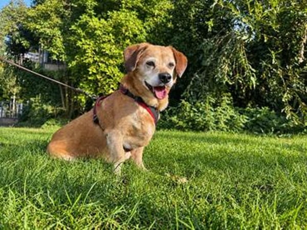 Charlie, verschmuster Senior, ca. 11 Jahre