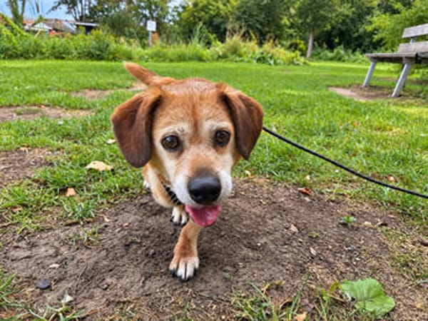 Charlie, verschmuster Senior, ca. 11 Jahre